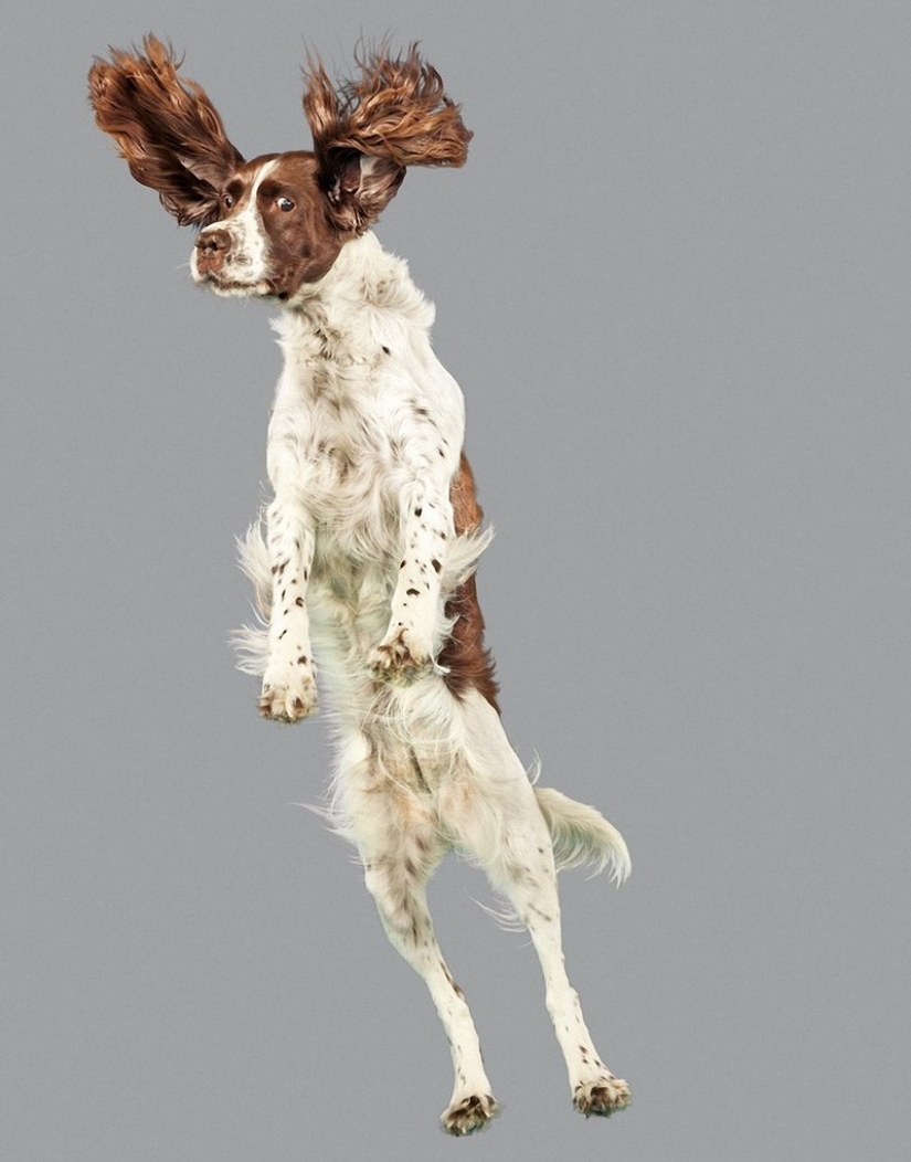 Adorable flying dogs