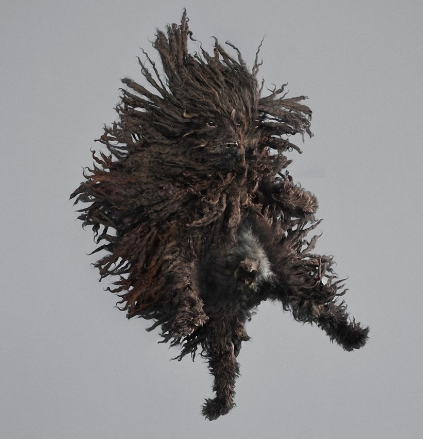 Adorable flying dogs