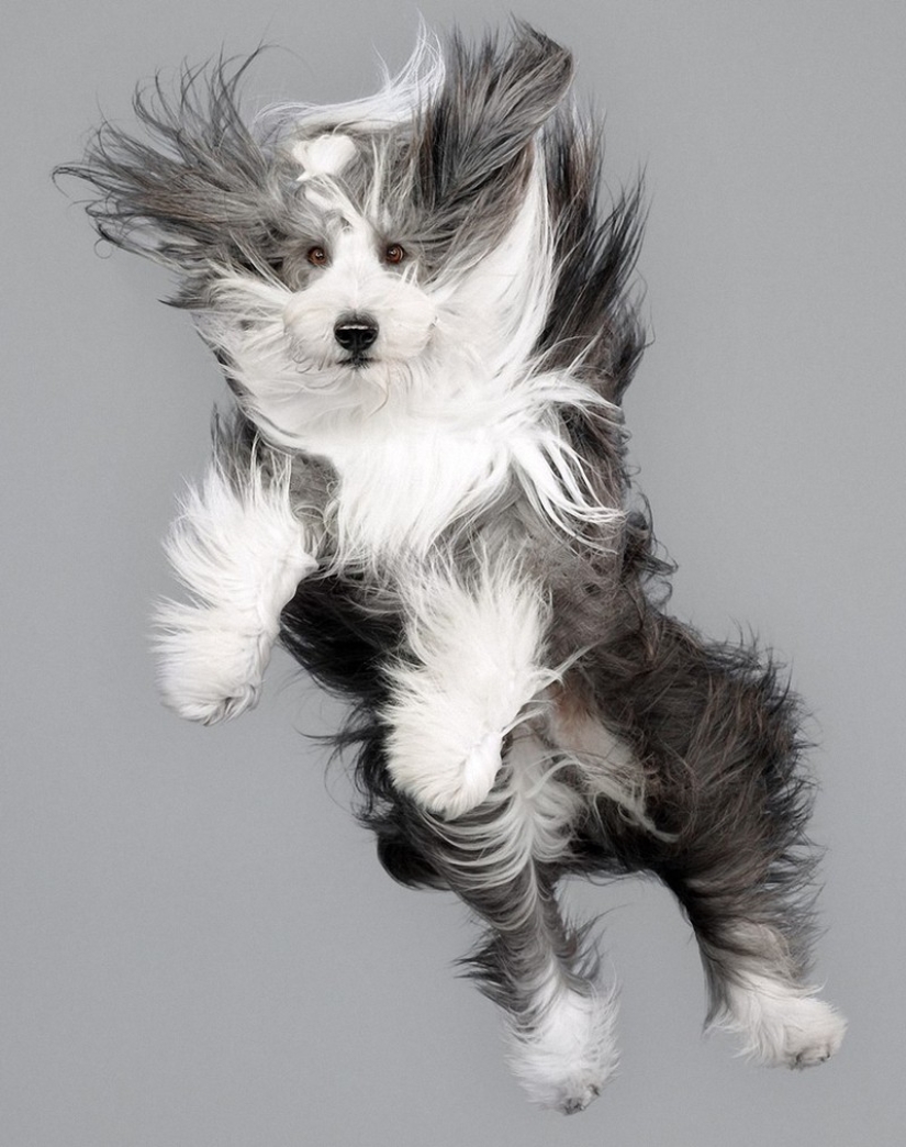 Adorable flying dogs