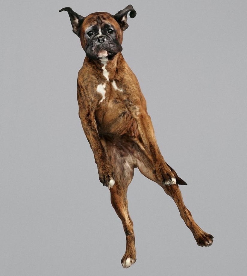 Adorable flying dogs