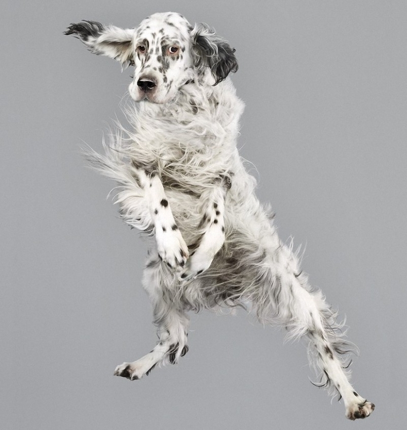 Adorable flying dogs