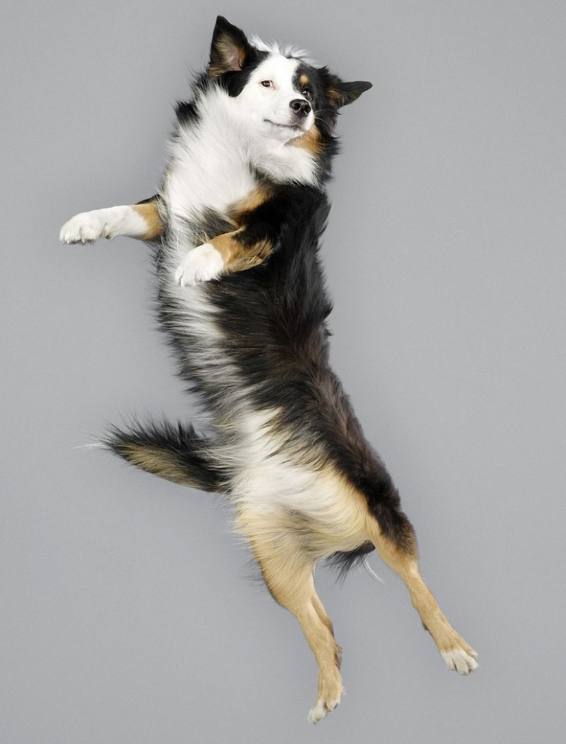 Adorable flying dogs
