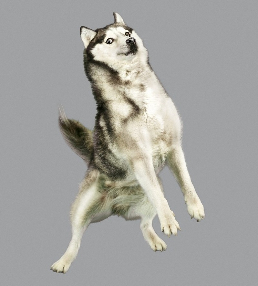 Adorable flying dogs