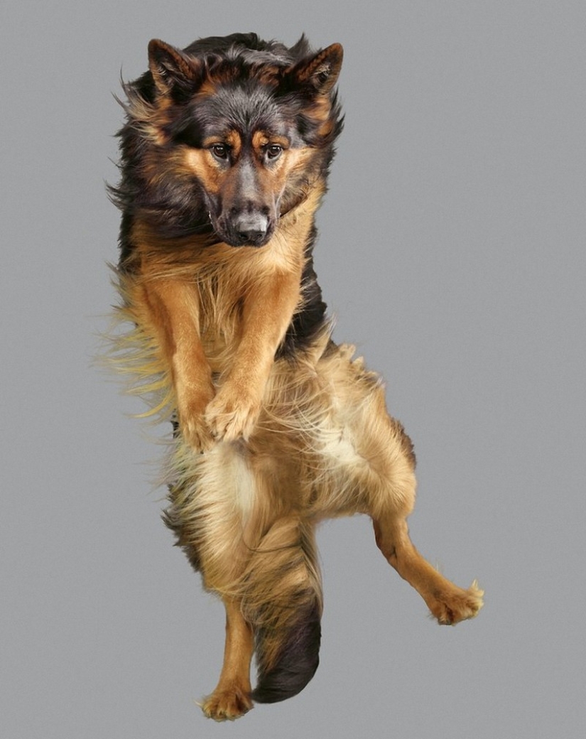 Adorable flying dogs