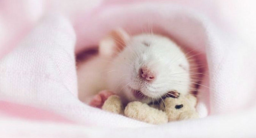 Adorable rats with teddy bears Adorable rats with teddy bears