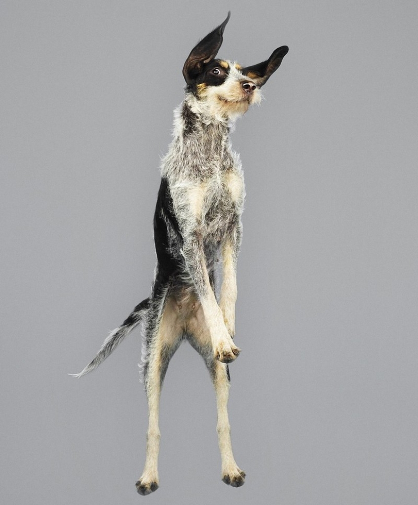 Adorables perros voladores