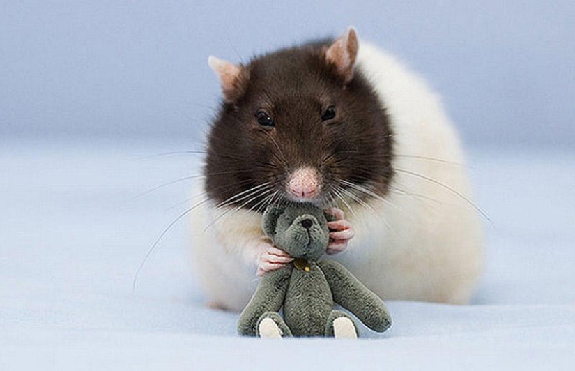 Adorables ratas con osos de peluche Adorables ratas con osos de peluche
