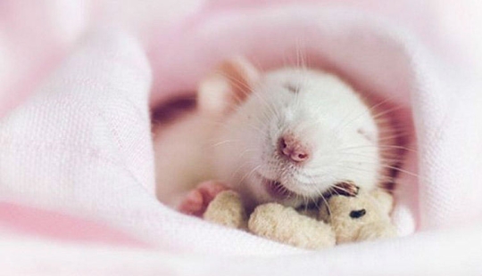 Adorables ratas con osos de peluche