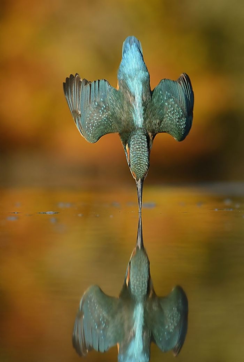 After 6 years and 720 thousand attempts, the photographer took the perfect picture of the kingfisher After 6 years and 720 thousand attempts, the photographer took the perfect picture of the kingfisher