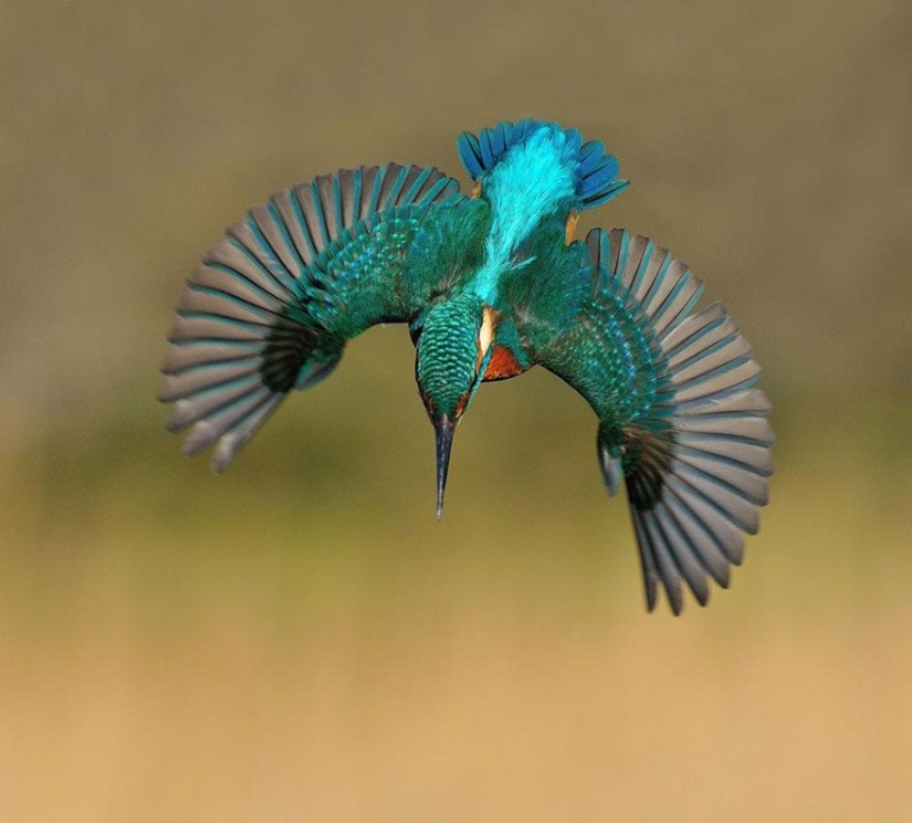 After 6 years and 720 thousand attempts, the photographer took the perfect picture of the kingfisher After 6 years and 720 thousand attempts, the photographer took the perfect picture of the kingfisher