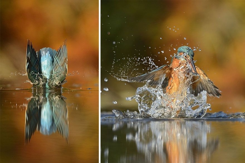 After 6 years and 720 thousand attempts, the photographer took the perfect picture of the kingfisher After 6 years and 720 thousand attempts, the photographer took the perfect picture of the kingfisher