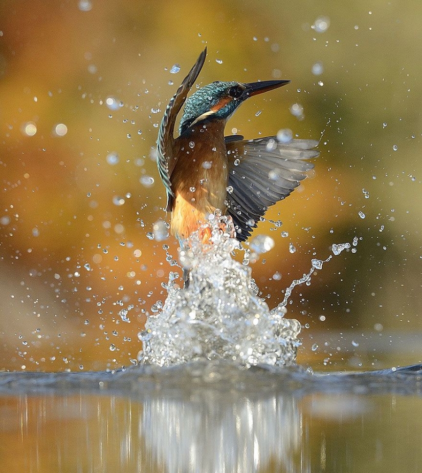 After 6 years and 720 thousand attempts, the photographer took the perfect picture of the kingfisher After 6 years and 720 thousand attempts, the photographer took the perfect picture of the kingfisher
