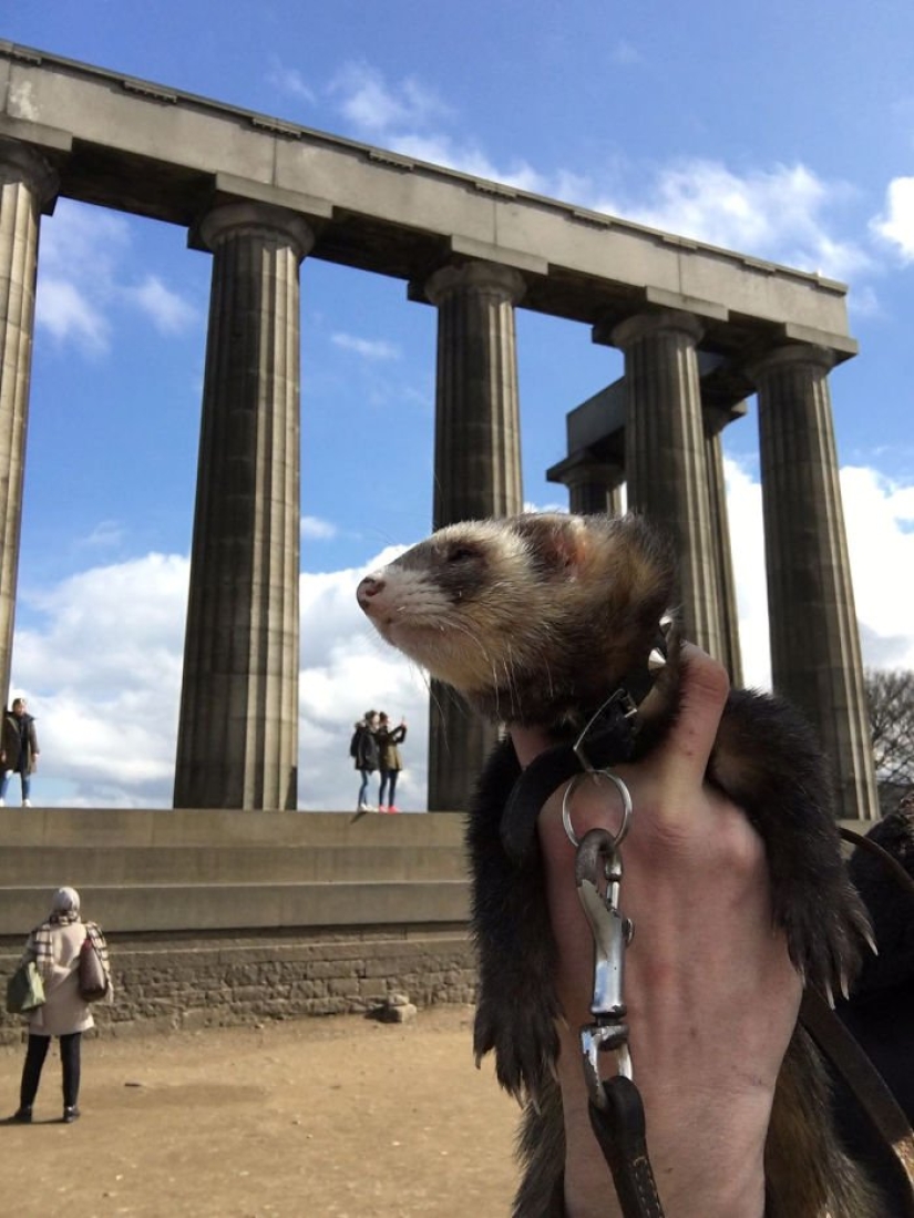 After the tragic death of loved ones, the guy sold everything to travel the world with a ferret