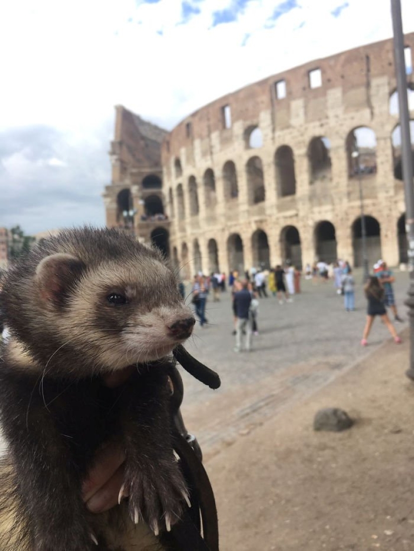 After the tragic death of loved ones, the guy sold everything to travel the world with a ferret