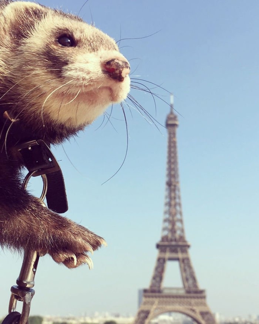After the tragic death of loved ones, the guy sold everything to travel the world with a ferret