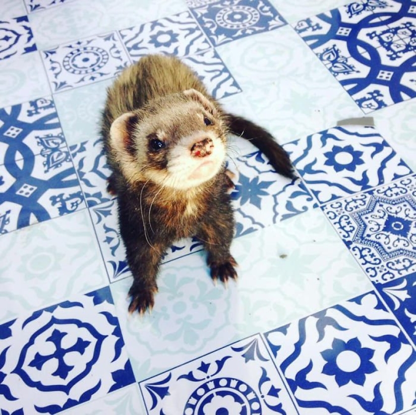 After the tragic death of loved ones, the guy sold everything to travel the world with a ferret