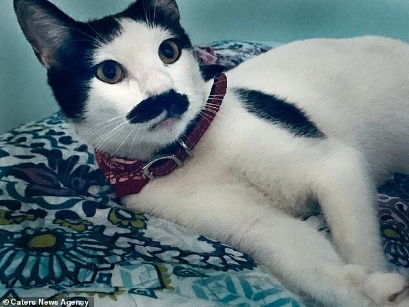 Alberto, el gato con un "bigote" inusual, roba los corazones de los gatitos mexicanos