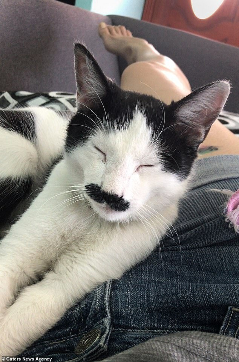 Alberto, el gato con un "bigote" inusual, roba los corazones de los gatitos mexicanos