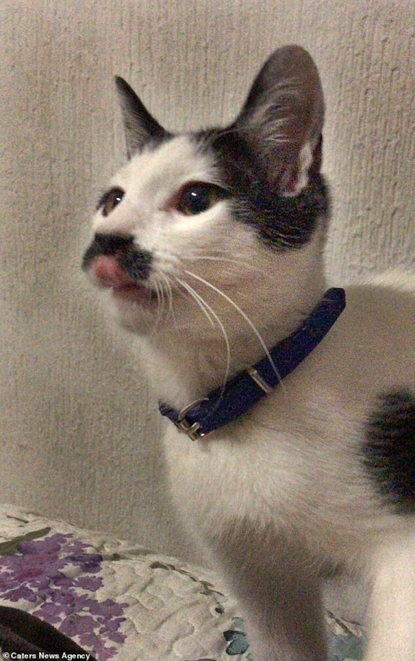 Alberto, el gato con un "bigote" inusual, roba los corazones de los gatitos mexicanos