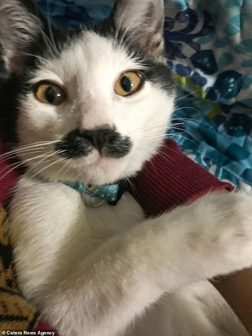 Alberto the cat with an unusual "mustache" steals the hearts of Mexican kitties
