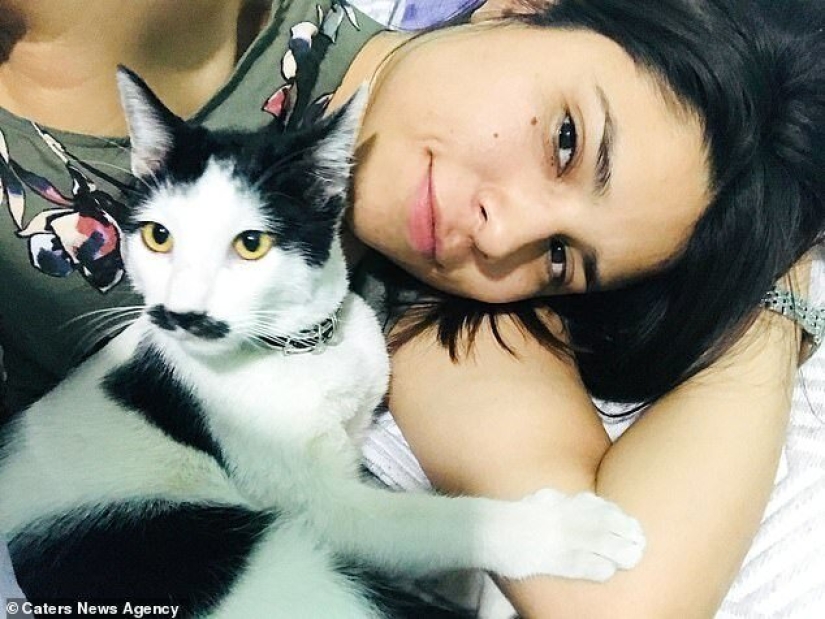 Alberto the cat with an unusual "mustache" steals the hearts of Mexican kitties