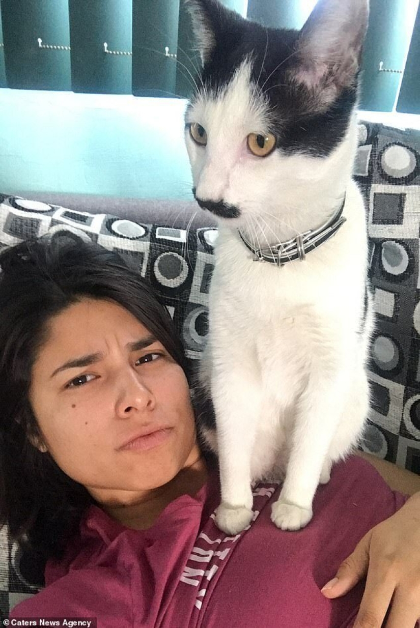 Alberto the cat with an unusual "mustache" steals the hearts of Mexican kitties