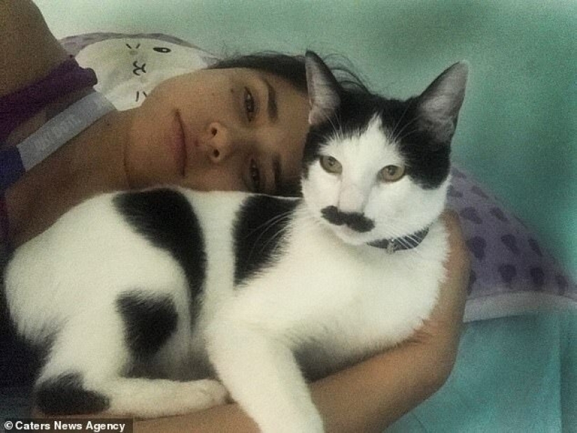 Alberto the cat with an unusual "mustache" steals the hearts of Mexican kitties