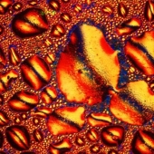 Alcohol under the microscope
