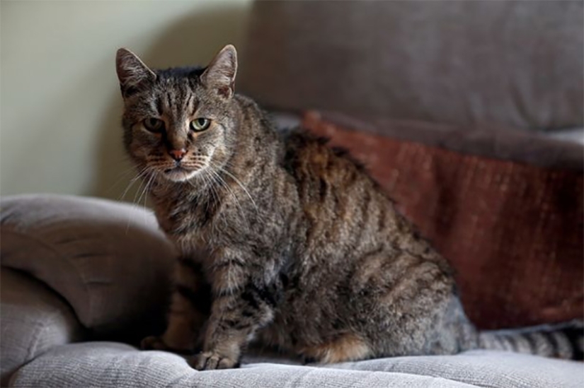 All 9 lives lived: the oldest cat on the planet died at the age of 32