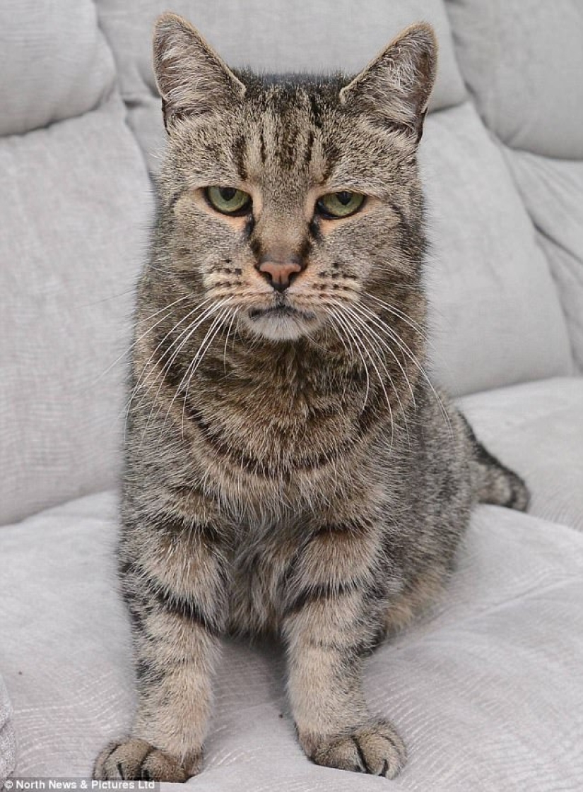 All 9 lives lived: the oldest cat on the planet died at the age of 32