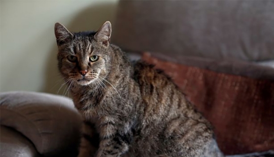 All 9 lives lived: the oldest cat on the planet died at the age of 32