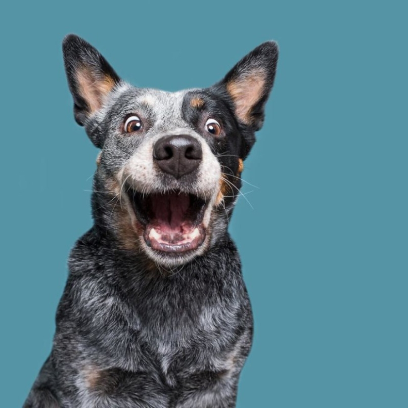 All emotions on the muzzle: a project about dogs, the one and only