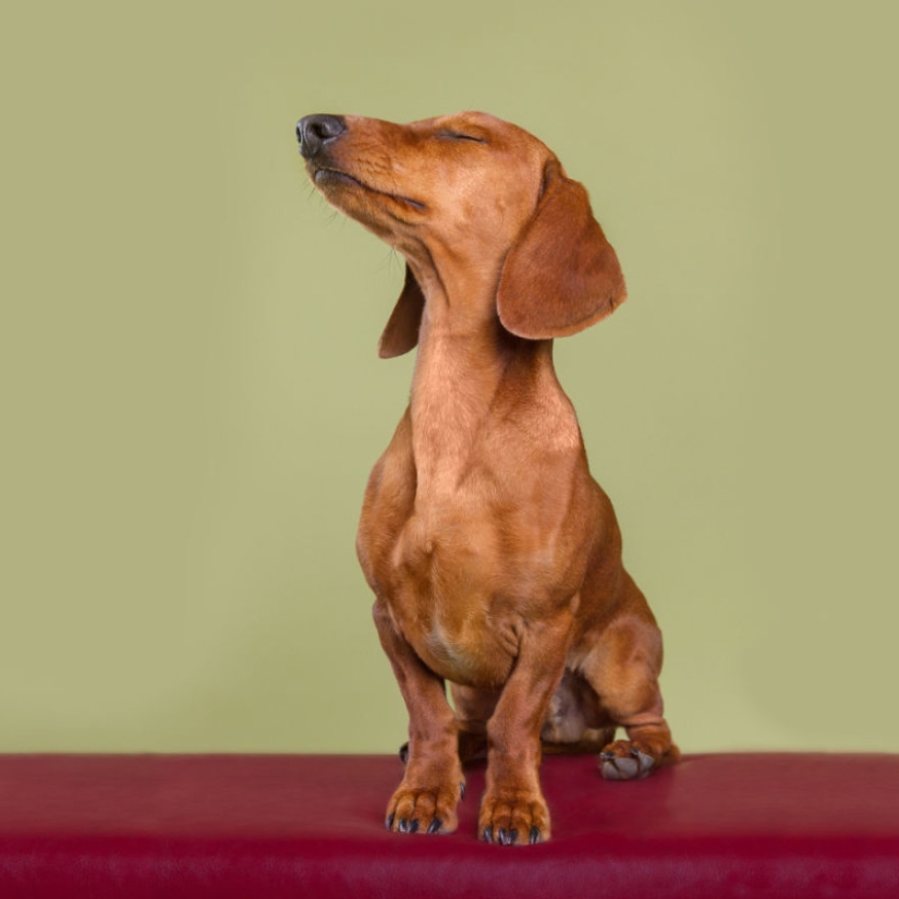 All emotions on the muzzle: a project about dogs, the one and only