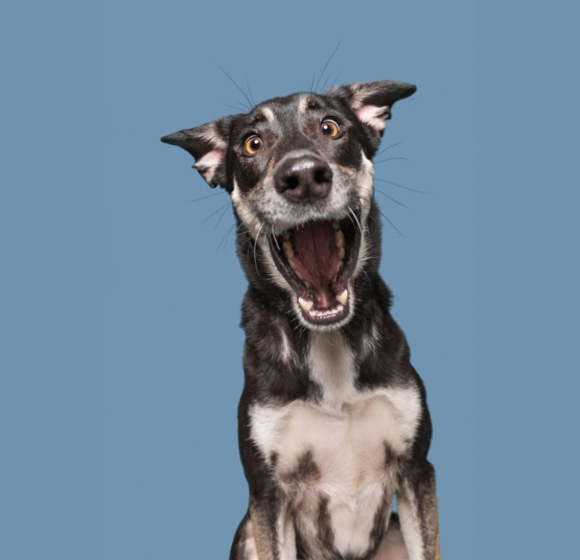 All emotions on the muzzle: a project about dogs, the one and only