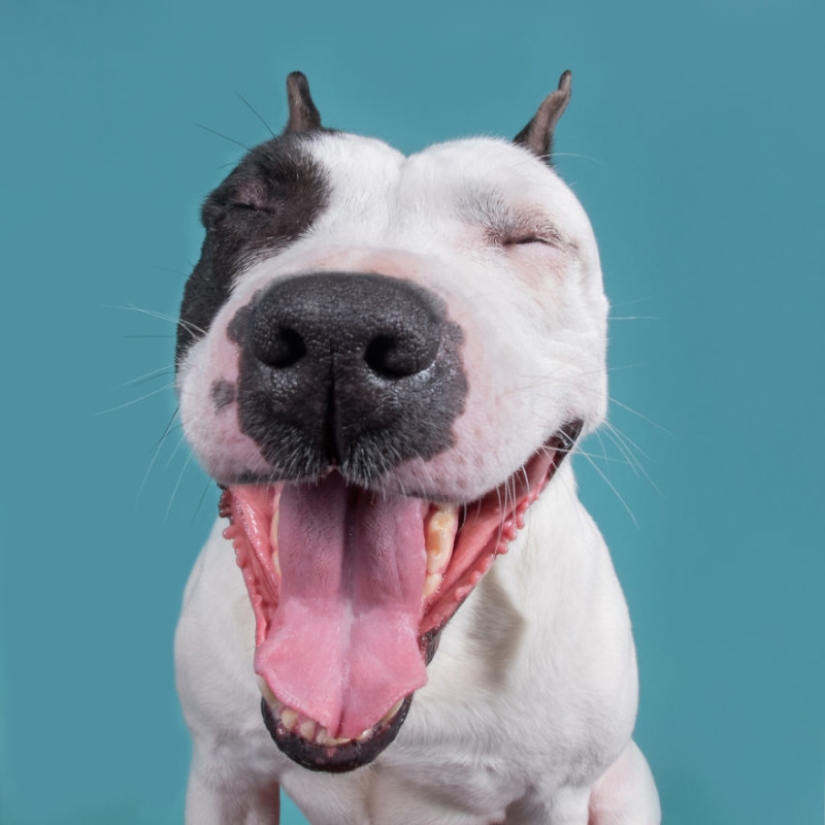 All emotions on the muzzle: a project about dogs, the one and only
