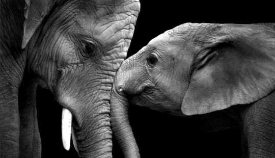Ama como un elefante