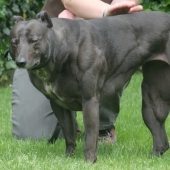 Amazing Wendy es una perra con un cuerpo como Schwarzenegger