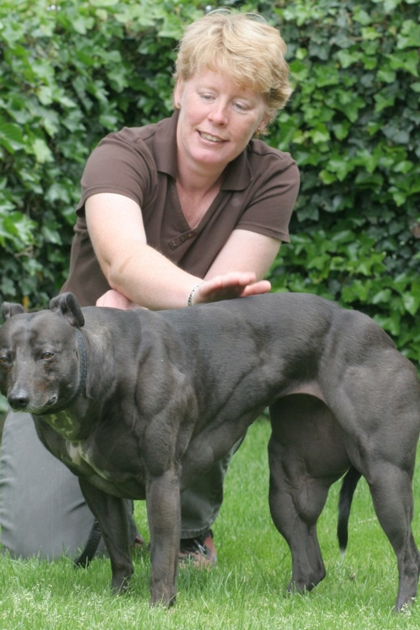 Amazing Wendy es una perra con un cuerpo como Schwarzenegger