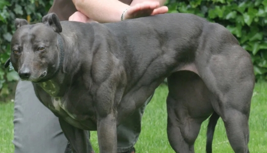 Amazing Wendy es una perra con un cuerpo como Schwarzenegger