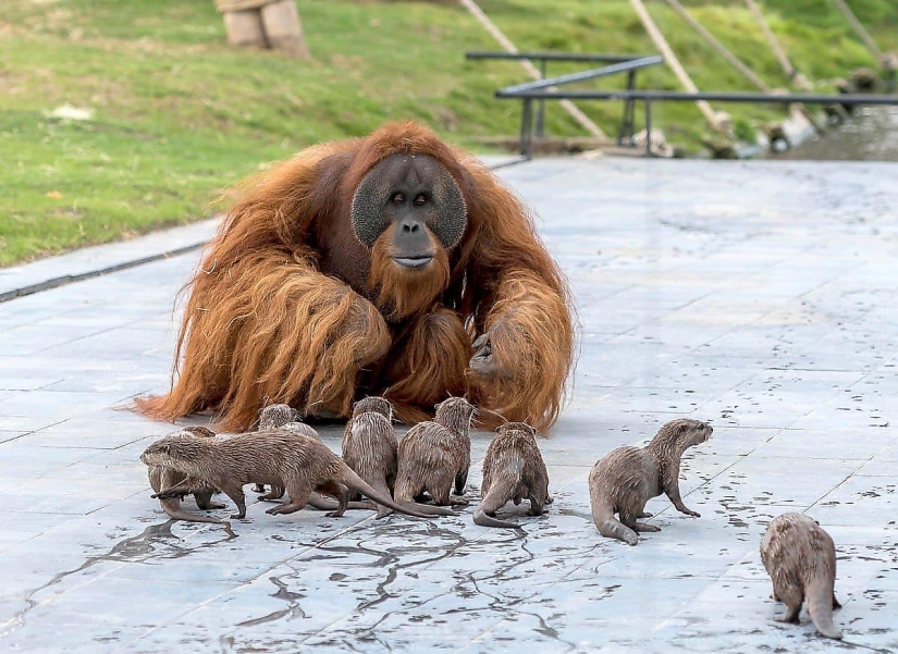 Amistad inusual de monos con bebés nutria