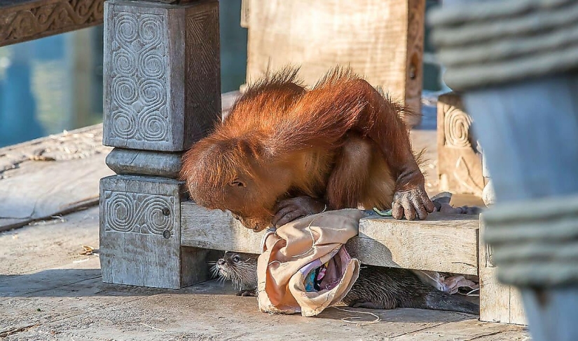 Amistad inusual de monos con bebés nutria