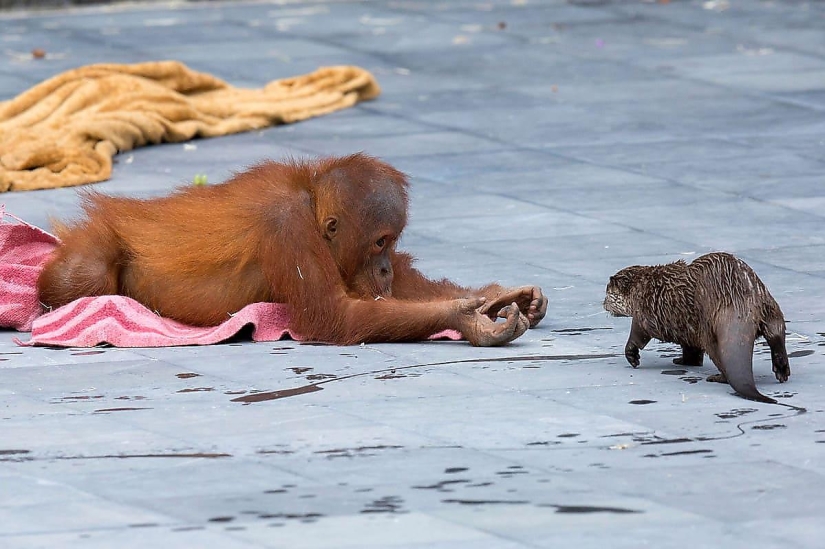 Amistad inusual de monos con bebés nutria