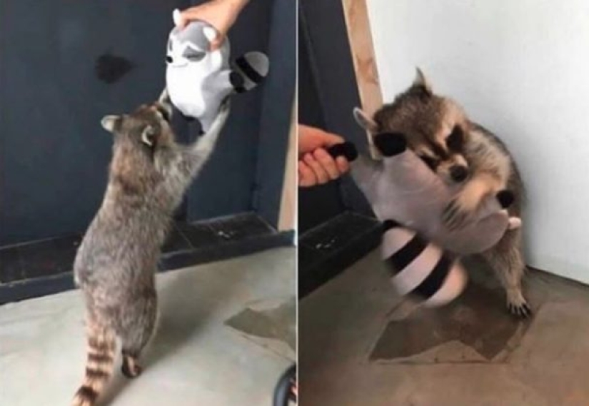 Amor animal que derretirá hasta el corazón más frío Amor animal que derretirá hasta el corazón más frío