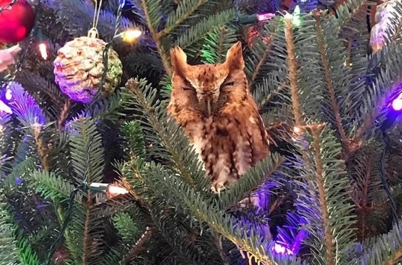 An American family bought a Christmas tree for themselves with a little surprise