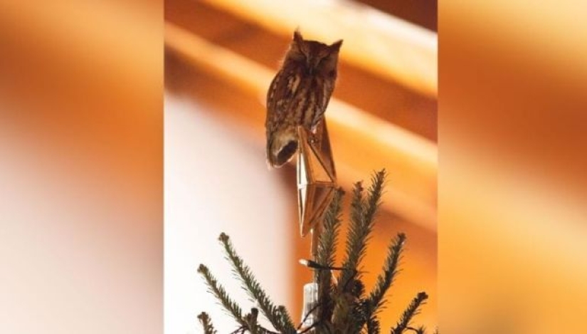 An American family bought a Christmas tree for themselves with a little surprise
