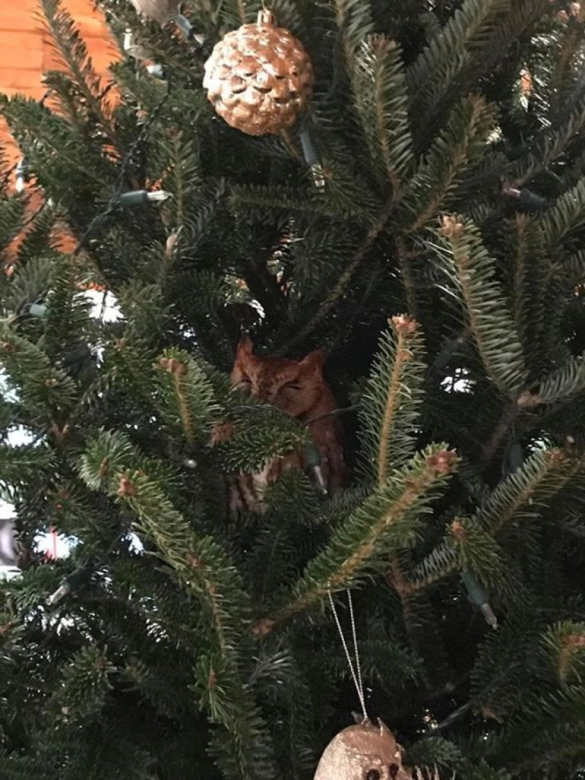 An American family bought a Christmas tree for themselves with a little surprise