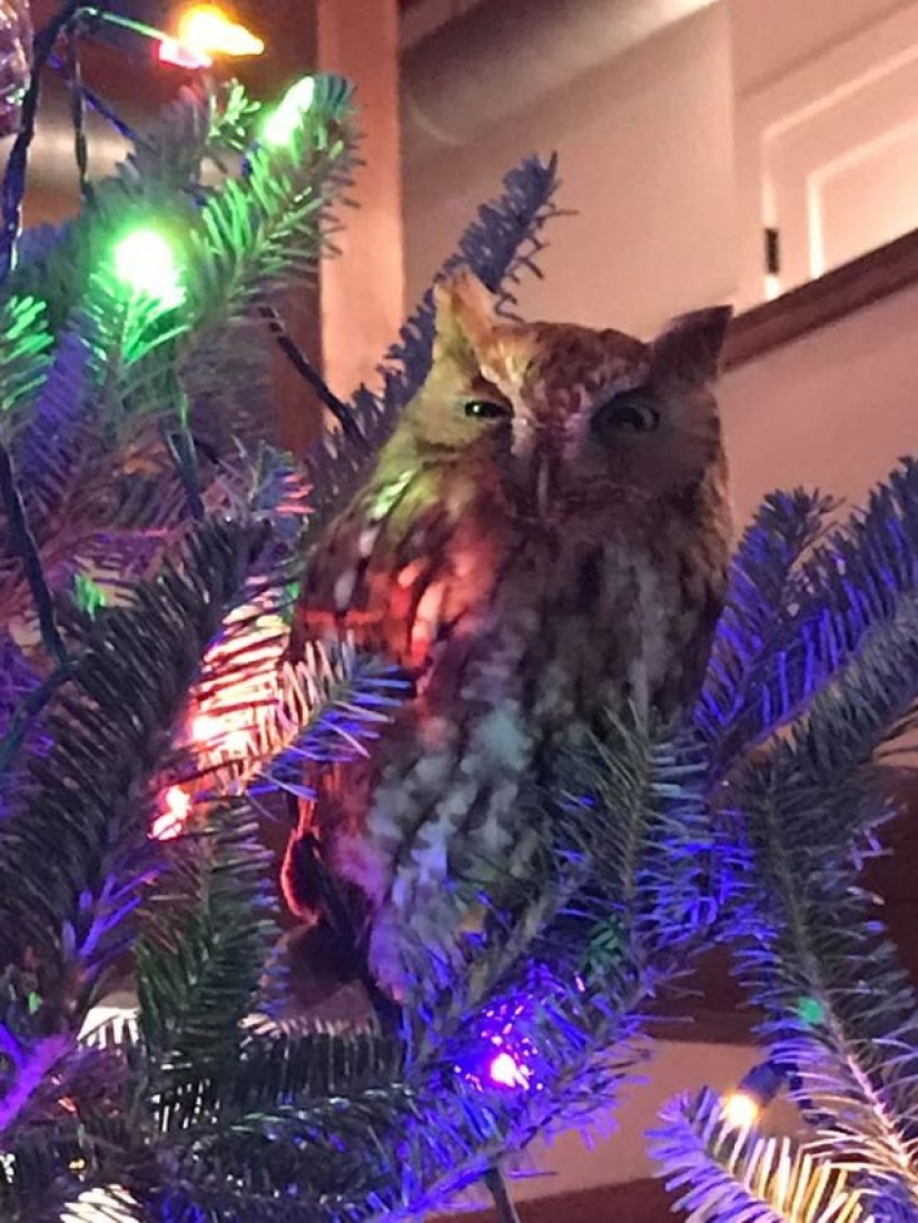 An American family bought a Christmas tree for themselves with a little surprise
