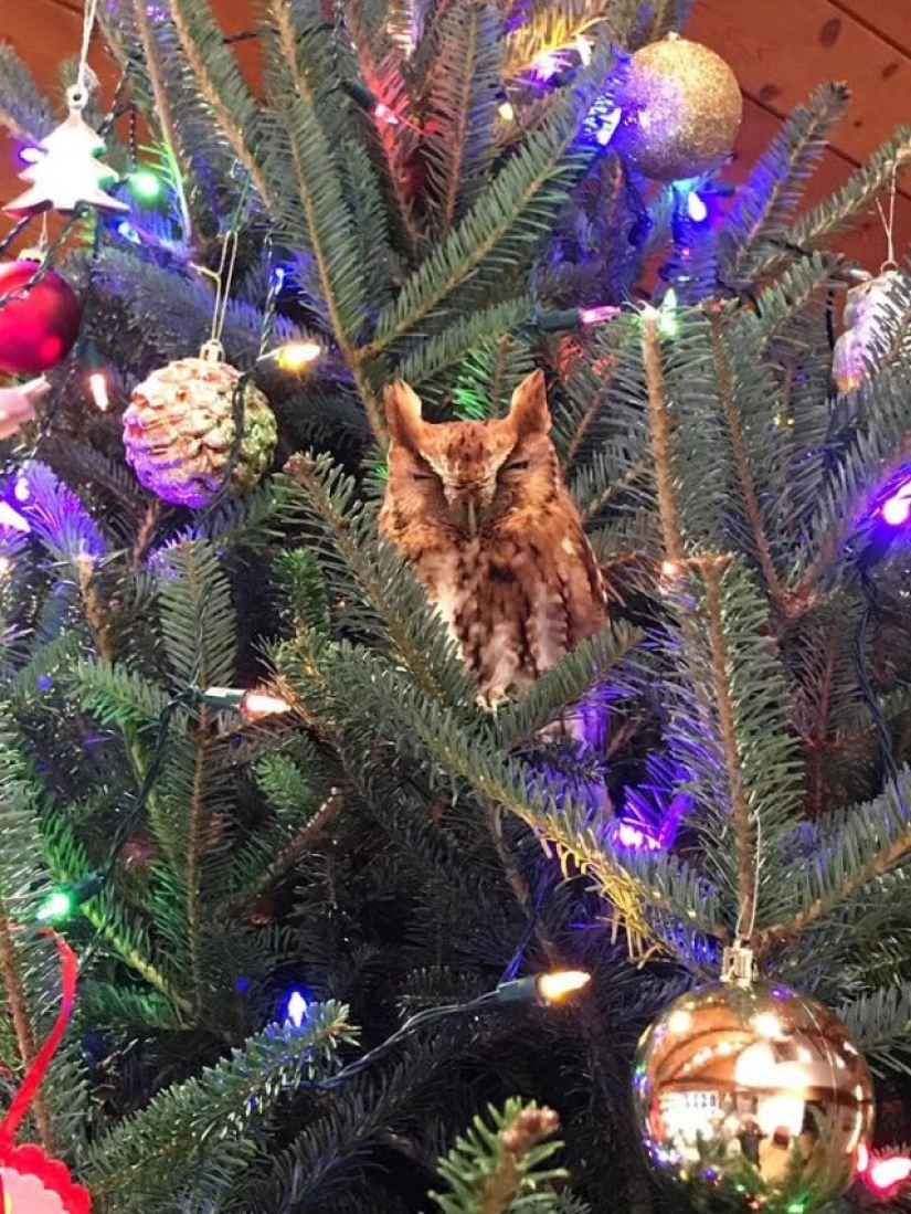 An American family bought a Christmas tree for themselves with a little surprise