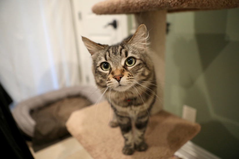 An American rented an apartment for a couple of cats for $ 1.5 thousand, because they did not get along with his dog