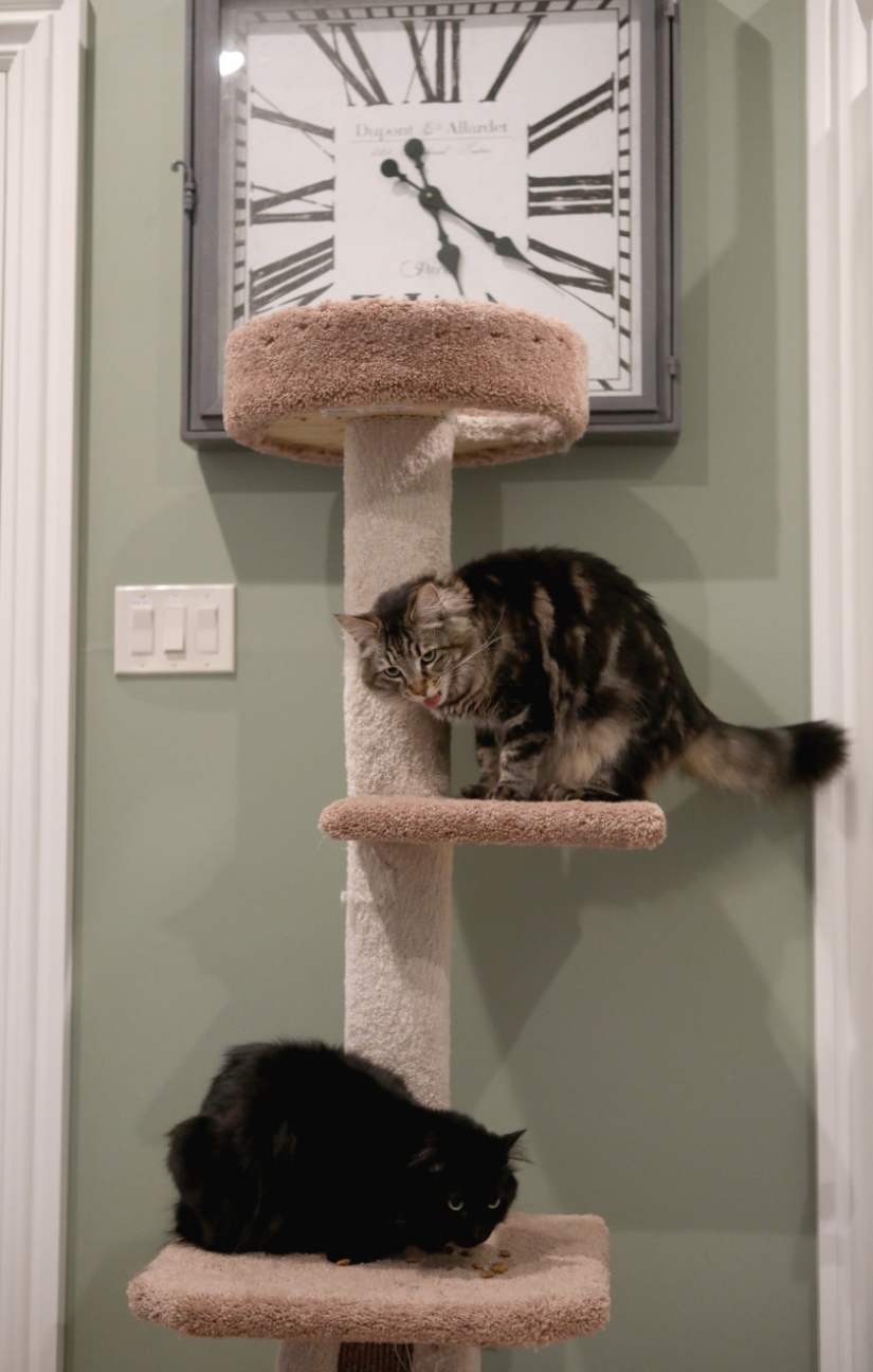 An American rented an apartment for a couple of cats for $ 1.5 thousand, because they did not get along with his dog